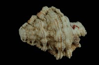 藏品(蛙螺)的圖片